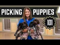 How To Pick A Puppy!