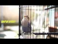Download Lagu Pancingan Lovebird Ngetik Ngekek Panjang Paud Gacor