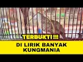 Download Lagu MASTERAN SUARA PERKUTUT BANGKOK JUARA DURASI PANJANG