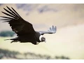 Andean Condor research