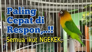 Download Berawal Memanggil Lawan, Suara Lovebird ini PALING CEPAT DI RESPON, Semua ikutan Ngekek, DIJAMIN,.!! MP3