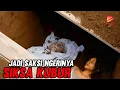 Lagu AUTO TOBAT‼️WANITA INI IKUT DI KUBUR DEMI MELIHAT SIKSA KUBUR SECARA LANGSUNG‼️ALUR CERITA FILM