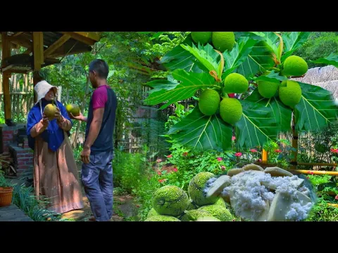Download MP3 Home atmosphere in the village | Making a new seedling house | enjoy steamed breadfruit and coffee