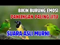 Download Lagu Ampuh untuk pikat cucak hijau di alam liar || suara cucak ijo memanggil lawan