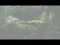 Calm Relaxing Music - think, meditate, enjoy - N°038 (4K)
