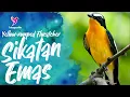 Sikatan Emas Gacor Bagus Untuk Masteran Sekaligus Pancingan | Yellow-rumped Flycatcher