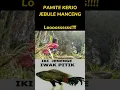 Download Lagu Bocil mancing lucu