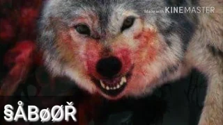 دمبوره عبدال احمد کندزی و بنگیچه هضم کردم قار کردم که دست به قلبش ببرم 