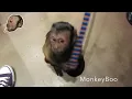Monkey Gets A SHOT