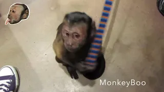 Monkey Gets A SHOT