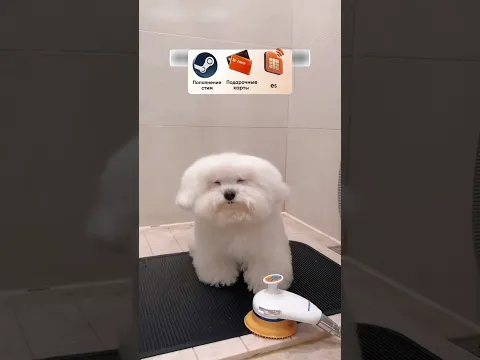 Забавный пес после душа