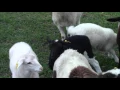 Download Lagu Dorper sheep lamb