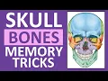 Skull Bones Mnemonic Cranial and Facial Bones Anatomy and Physiology