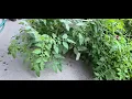 Download Lagu Monster Mini Tomato Plant