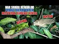 Download Lagu MASTERAN WALANG KECEK JANTAN SPEED RAPET || REKAMAN ASLI UNTUK LOVEBIRD