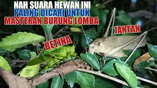 masteran walang kecek jantan speed rapet rekaman asli untuk lovebird
