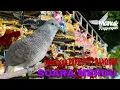 Download Lagu Pancingan Perkutut Bangkok Suara Merdu JUARA NASIONAL