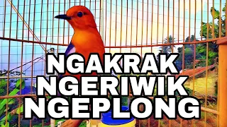 dari nakrak sampai teriak