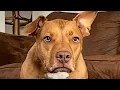 Download Lagu I adopted an unwanted pitbull. Then came the surprise.