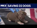 How PAWS Chicago stepped in to save 32 dogs from California