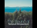 Forest Birdsong - Sounds of Nature Relaxation