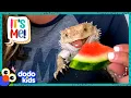 Bearded Dragon Chows Down On Everything But NOT Spinach Dodo Kids It s Me