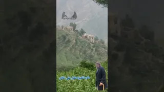 أروع مغرد للشيخ مقبل علي طلان 