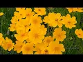 Download Lagu Zenful Vibes: Calming Music to Ease Anxiety and Stress \