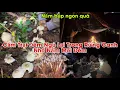 Download Lagu #681🇨🇳🇻🇳 Cắm Trại Đêm Ngủ Lại Trong Rừng Canh Nhổ Nấm Mối ,Nấm Búp Ngon Quá,Đi trễ người ta hái hết