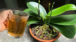 Chỉ 1 cốc mỗi tuần, Hoa lan tạo rễ khỏe và hoa liên tục 