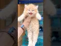 Download Lagu Kitten meowing to attract cats 😻 / Cat sound | Cat Voice | Cat videos | Persian cat | Cats | Kitten