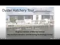Tour the VIMS Oyster Hatchery