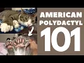American Polydactyl Cat 101 Breed Personality