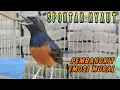 Download Lagu KRETEKAN MURAI BATU BETINA GACOR AUTO BIKIN EMOSI JANTAN‼️‼️AMPUH !!