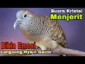 Download Lagu PANCINGAN PERKUTUT JERITAN SUARA KRISTAL 100% BIKIN LAWAN EMOSI GACOR !!