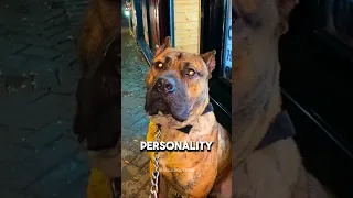 Presa Canario 🐕 | The Powerful Guardian Dog 🔥 #Shorts