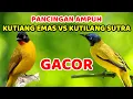 Download Lagu Pancingan Ampuh Kutilang Emas VS Kutilang Sutra