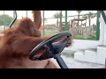 Download Lagu Driving to the banana store