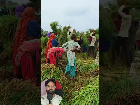 गांव वालों ने मिलकर एक ही दिन में धान की फसल कटवा दिया