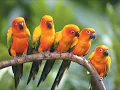 The Littlest Birds by The Be Good Tanyas