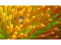 Video di Exclusive! A Brand New ‘Finding Dory’ Trailer