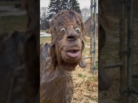 Este animal tiene habilidades que parecen ficción científica #animales #wow #curiosidades