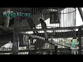 BANG KICAU 25 : KELAS MURAI BATU