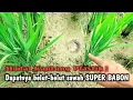 Download Lagu SULIT DI PERCAYA‼️SAWAH PINGGIRAN KOTA TERNYATA BANYAK BELUT BESARNYA MP3