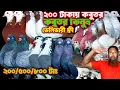 রাজগোল্লা কলদম কোকাসহ ইউনিক কবুতর ২০০ টাকা দরে বিক্রি হবে #bdpets