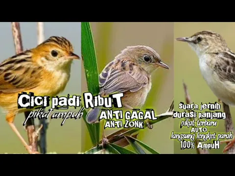 Download MP3 suara pikat Cici padi ribut paling ampuh durasi panjang 1 jam || pikat ampuh burung Cici padi ribut