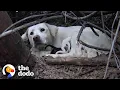 Stray Labrador Won t Let Rescuers Near Her Puppies The Dodo