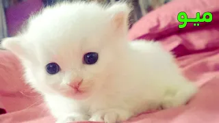 صوت قطة صغيرة نقي يجذب انتباه قطتك  صوت قطط و مواء بسه طبيعي  دندنها