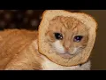 Download Lagu Orange Cat activities.. TikTok/Compilation