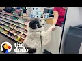 Download Lagu Great Pyrenees Walks Himself To CVS | The Dodo